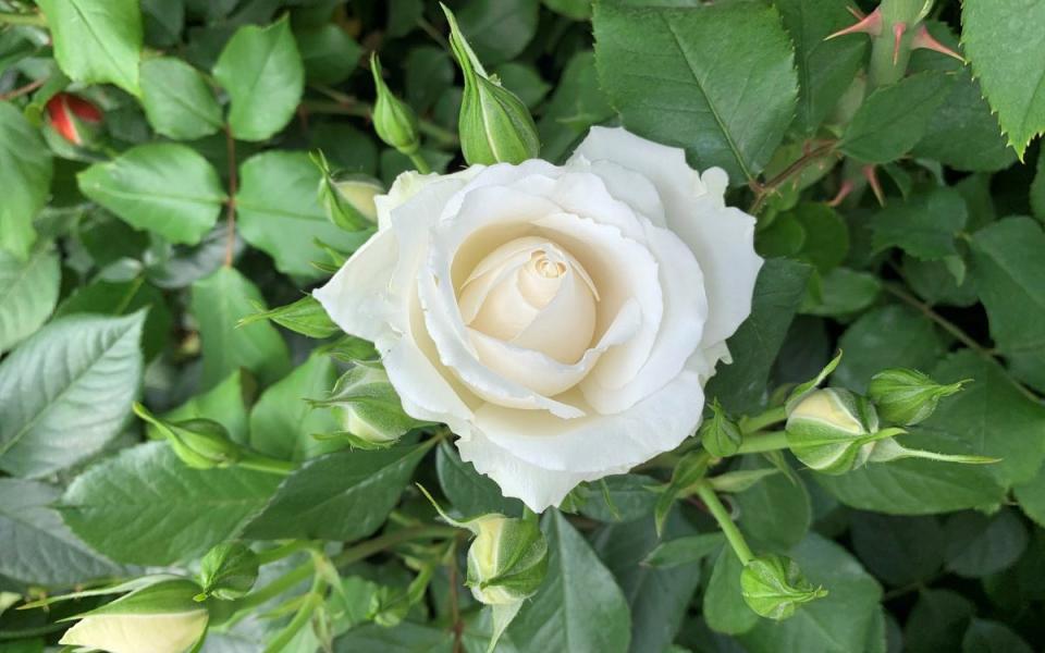 'Princess of Wales' rose - Harkness Roses