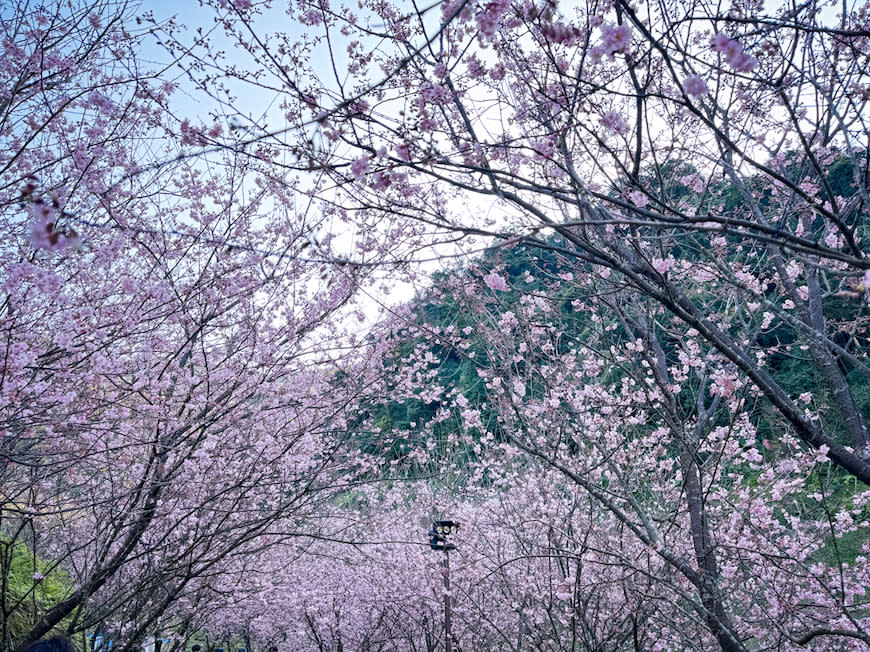 三峽大熊櫻花林