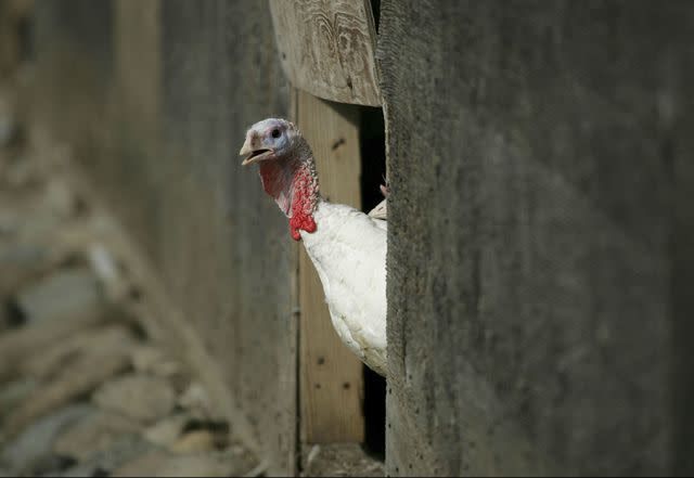 Justin Sullivan/Getty Images a turkey peeks its head out of a barn at the Willie Bird Turkey Farm November 19, 2006 in Sonoma, California. It is estimated that more than 45 million turkeys are cooked and eaten in the U.S. during Thanksgiving meals.