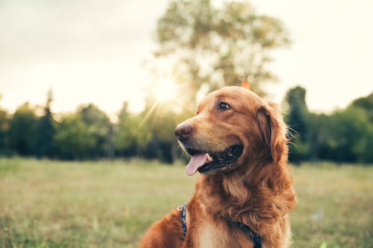 Long-nosed dogs such tend to outlive flat-faced breeds like the English bulldog a study has found (Getty Images/iStockphoto)