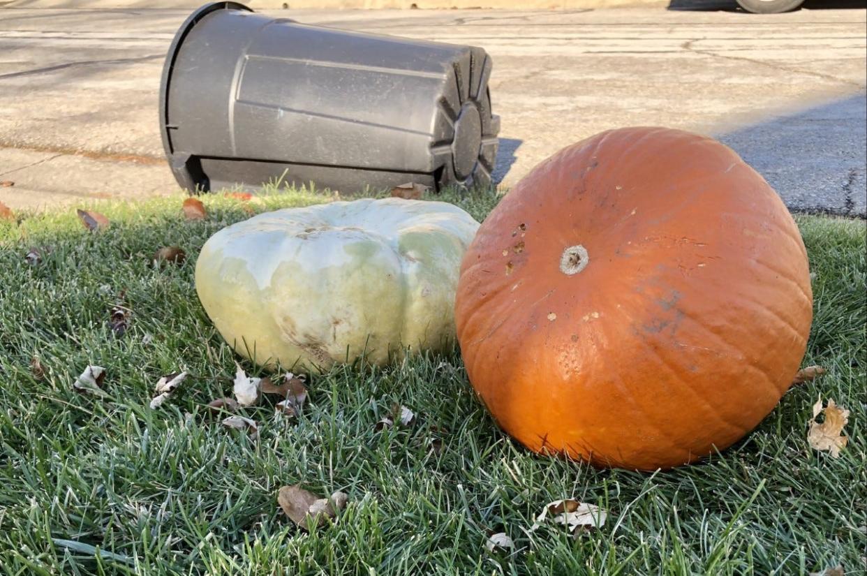 The aftermath of the author's recent yard waste collection, where it was confirmed that pumpkins are not considered as such by the city.