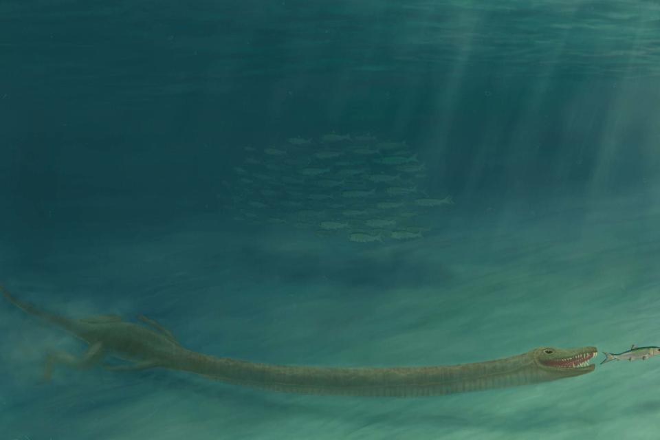 Tanystropheus lived 242 million years ago, during the middle Triassic period (PA)