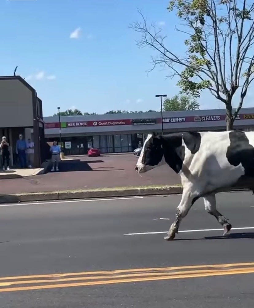 This unidentified death row bovine made a failed escape attempt on Tuesday afternoon.