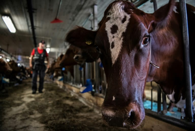 Michael Henningsohn, the Rodjan prison farm's production manager, praises the detainees' work