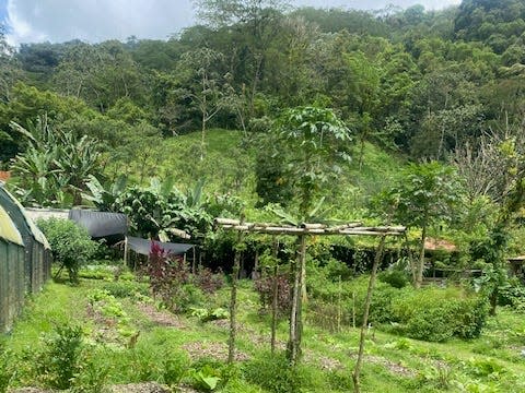 A Costa Rican forest near a retreat.