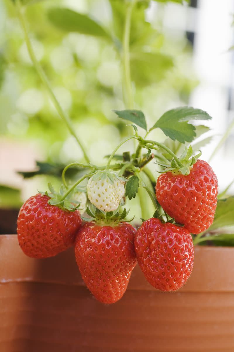 2) Strawberry Plant