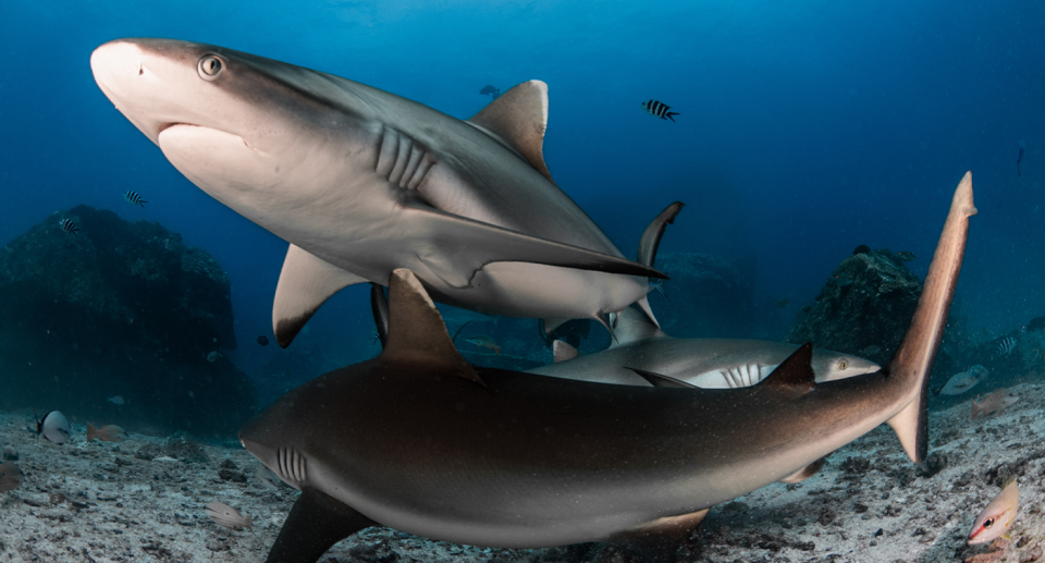 A number of grey reef sharks swimming.