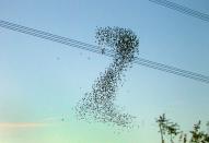 This is the spectacular moment thousands of starlings formed the shape of the number two in the sky - and was captured by photographer George Reszete in Oxon (Caters)