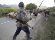 Shepherd Kim Mkrtchian armed with a Kalashnikov drives cows and sheep away from the front line near the town of Martuni, the separatist region of Nagorno-Karabakh, Friday, Oct. 23, 2020. Heavy fighting over Nagorno-Karabakh is continuing with Armenia and Azerbaijan trading blame for new attacks. Two Russia-brokered cease-fires collapsed instantly after taking effect, and the warring parties have continued to exchange blows with heavy artillery, rockets and drones. (AP Photo)