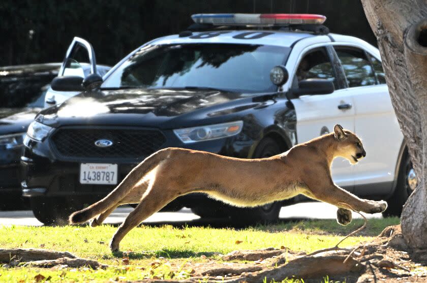 BRENTWOOD, CA OCTOBER 27, 2022 -- A mountain lion darts from a hiding are in Brentwood Thursday, Oct. 27, 2022, prompting a precautionary lockdown of a nearby elementary school.The lion was initially hiding amid some trees in an alleyway near the Brentwood Country Club. (Wally Skalij / Los Angeles Times)