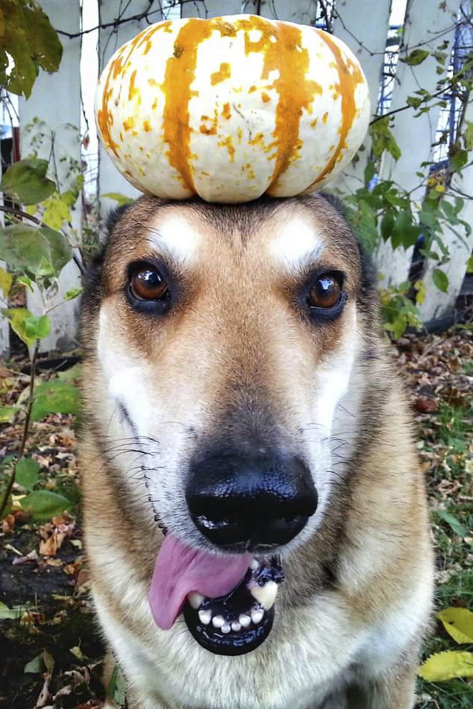 <p>Toby balances a pumpkin on his head. (Photo: Pat Langer/Caters News) </p>