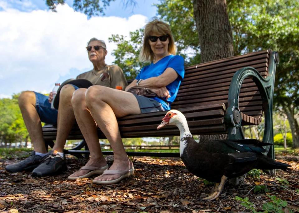 Palmetto Bay residents Wally and Judy Carlson look on as a Muscovy duck approaches them at Coral Reef Park in Palmetto Bay, Florida, on Thursday, April 13, 2023.