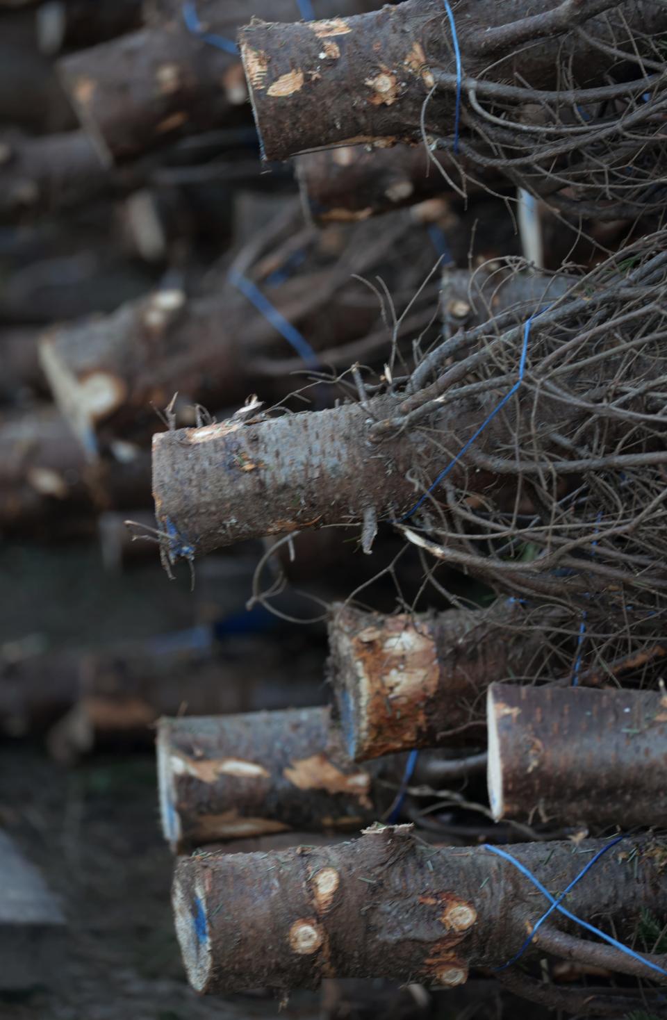 Wholesale cut Christmas trees waiting to be sold.