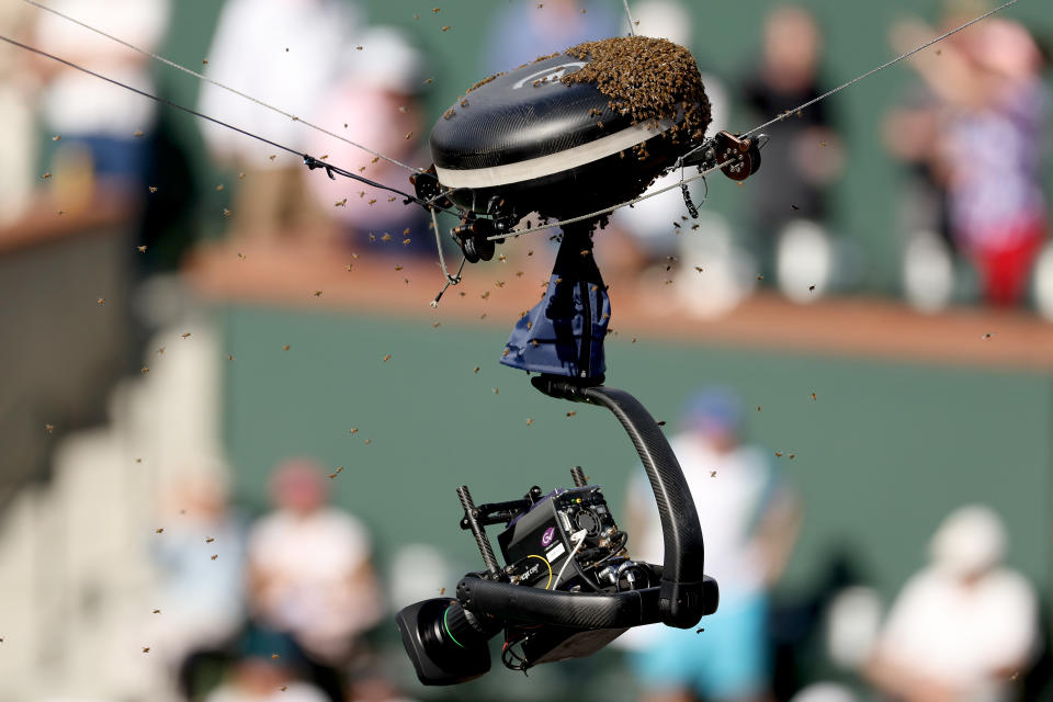 Die Insekten hefteten sich an die TV-Kameras und attackierten auch Alcaraz. (Bild: Matthew Stockman/Getty Images)