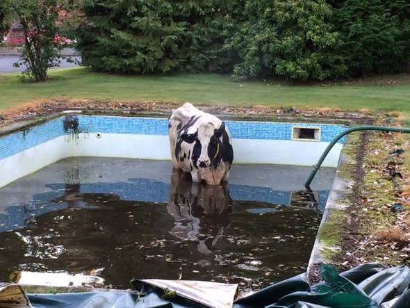 Firefighters rescue cow stuck in swimming pool in Cheshire