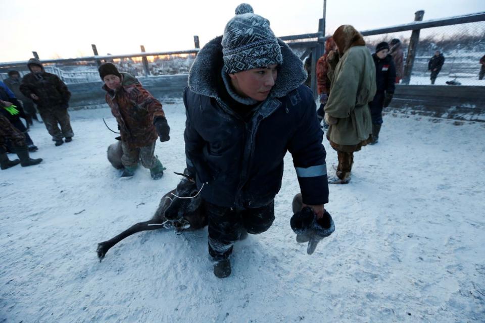 Pastoreo de renos en la remota región ártica de Rusia