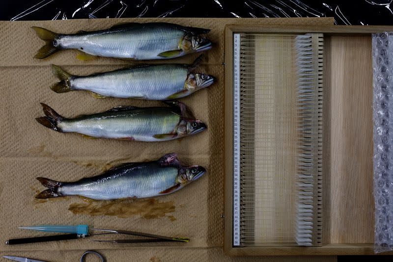 The Wider Image: Environmental change threatens what's left of Japan's cormorant fishing legacy