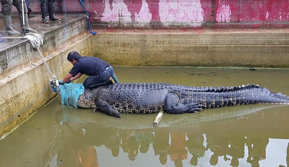 <em>The crocodile, named Merry, killed the head of the pearl farm lab after she fell into its enclosure (AFP)</em>