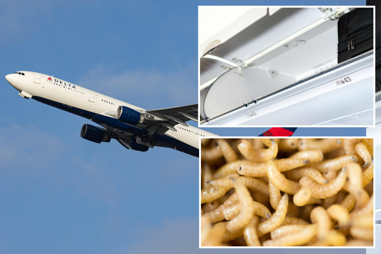 Delta passengers were greatly disturbed when maggots fell from an overhead bin.