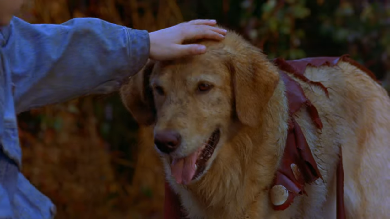  Air Buddy in Air Bud. 