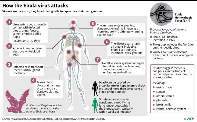 Factfile on how the Ebola virus attacks