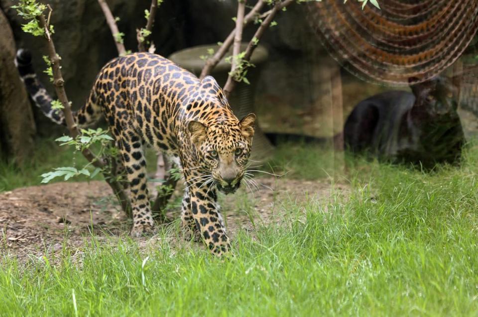 African leopards Hatch, left, and Carolina in Fort Worth Zoo’s new exhibit Predators of Asia & Africa will feature seven species, including African lions, cheetahs, Sumatran tigers and more. The opening of the exhibit marks the finalization of the third phase of a $130 million four-stage expansion.