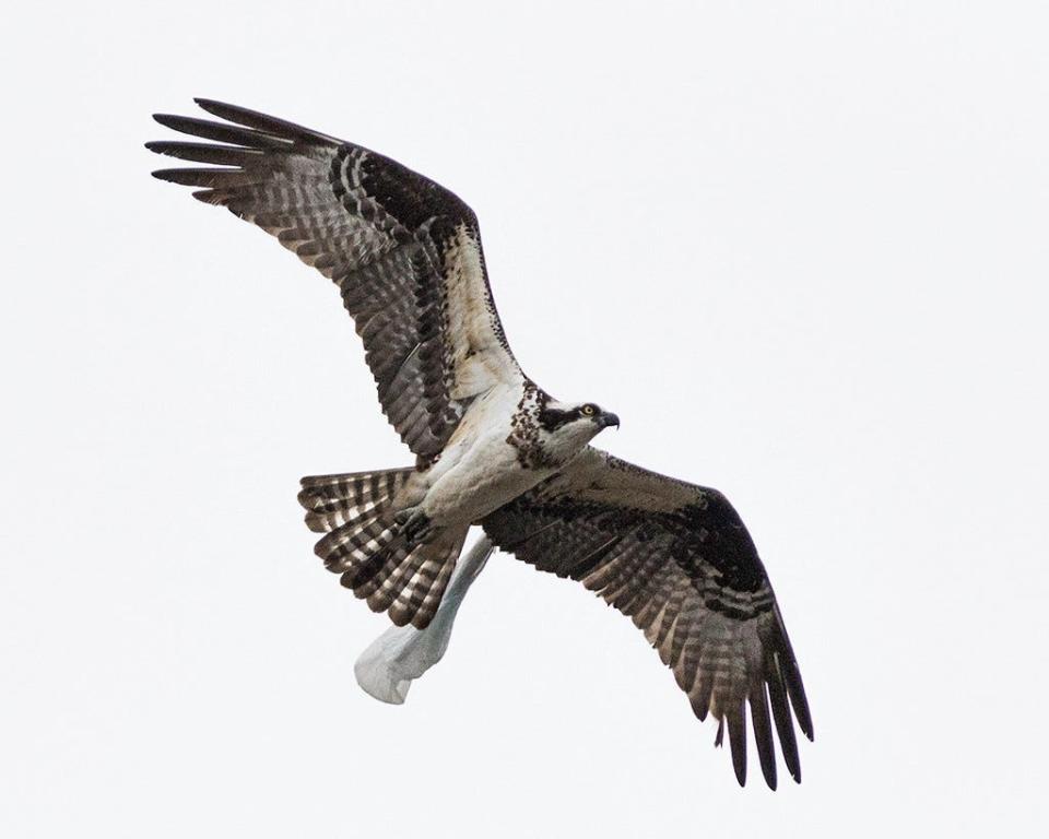 An osprey with a plastic bag caught on its wing flies over Ocean City, Maryland, in April 2018.