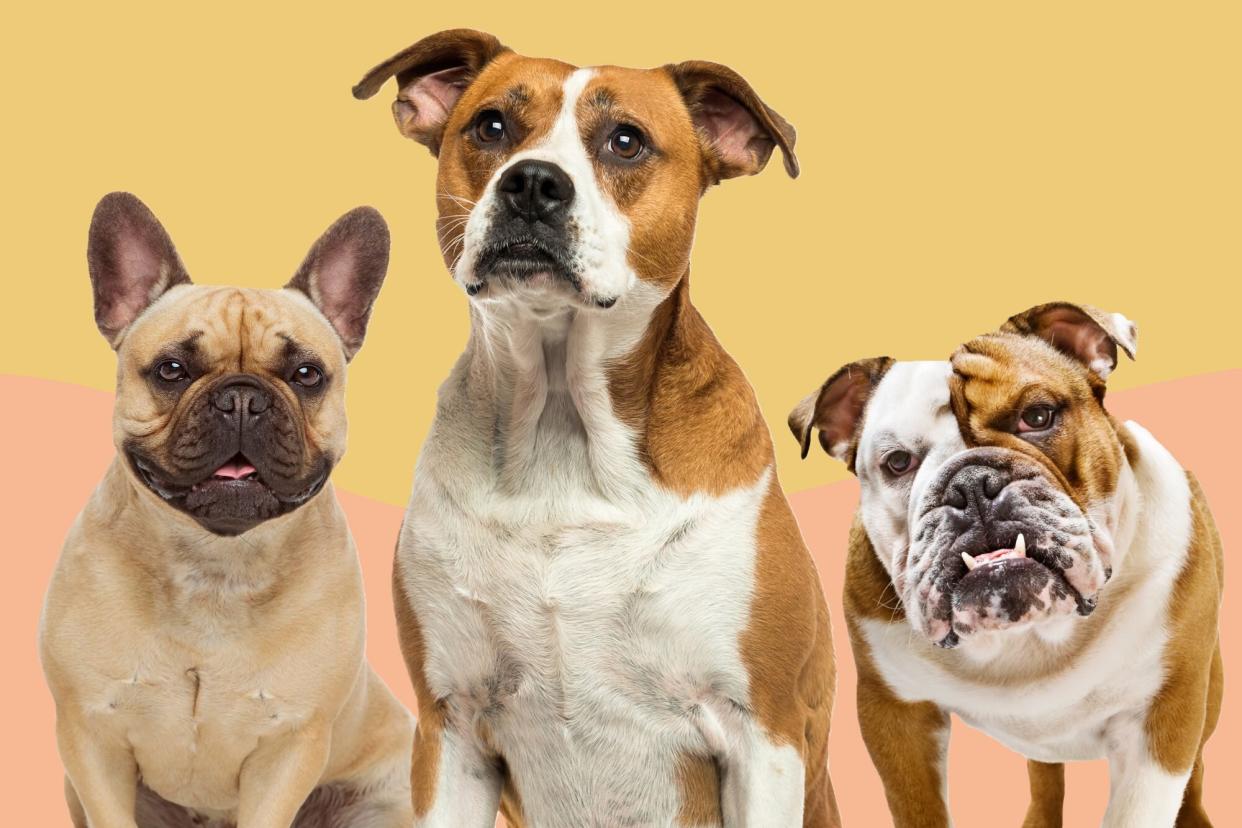 types of bulldog comparison between american bulldog, french bulldog and english bulldog on a yellow and peach background