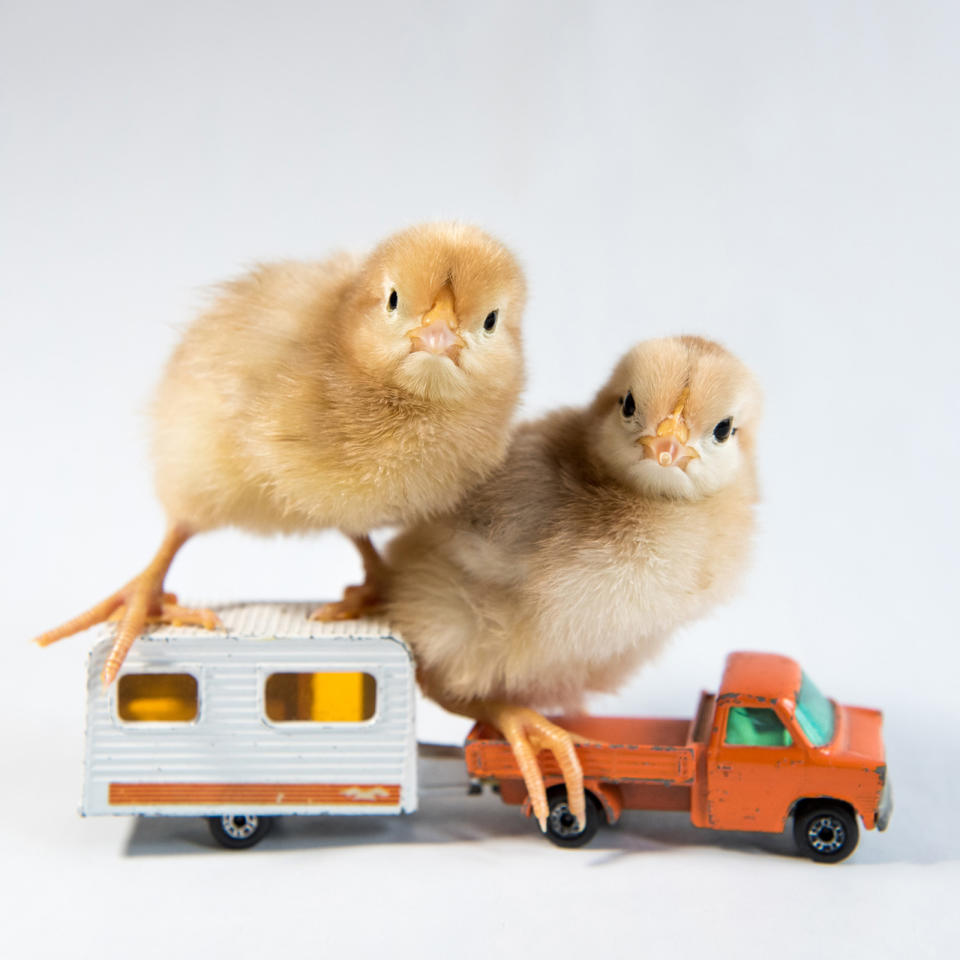 <p>Two chicks sit atop of a truck pulling an RV. (Photos: Alexandra C. Daley-Clark/sillychickens.com) </p>