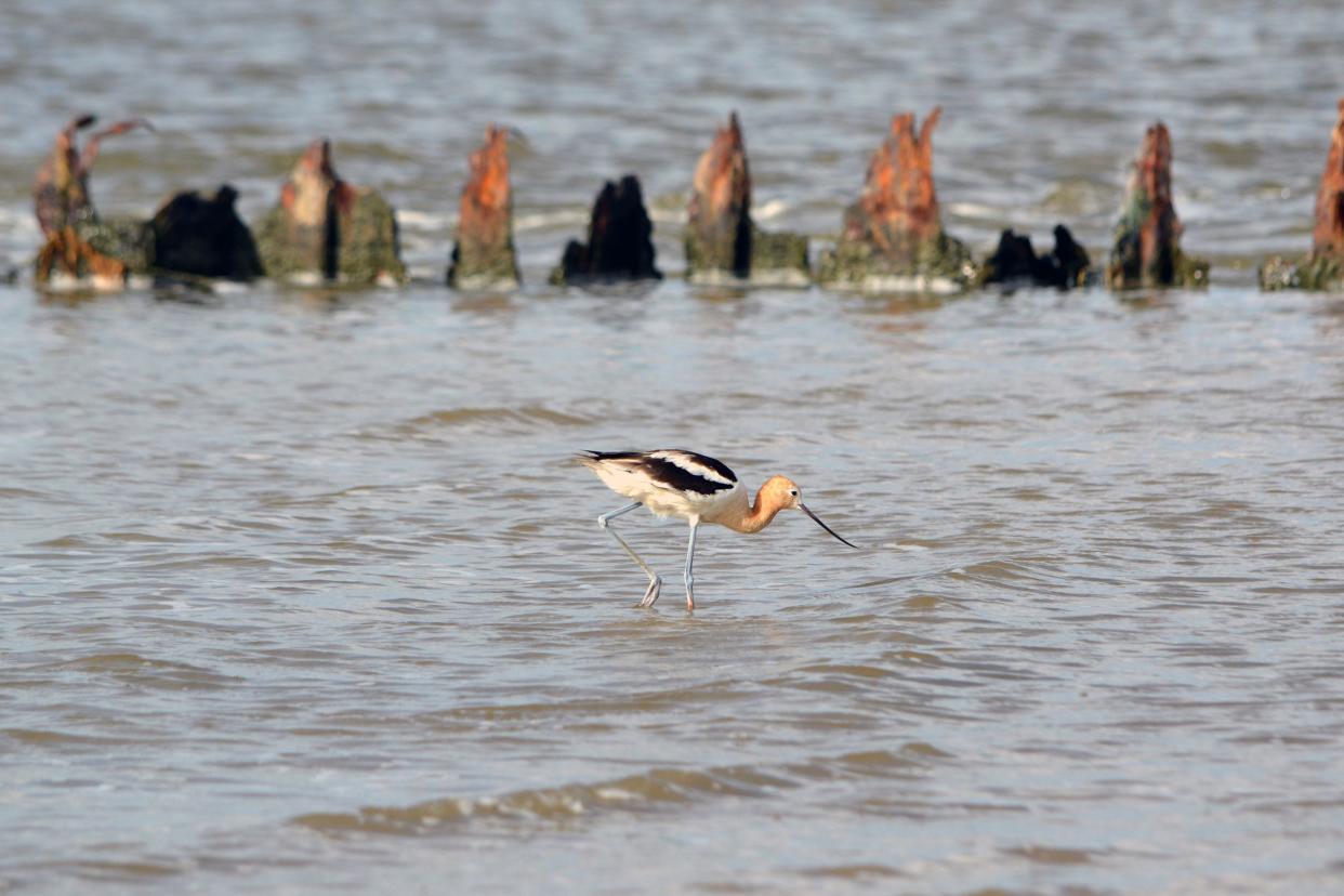 Avocet walking in water along the shore of Texas's Gulf Coast