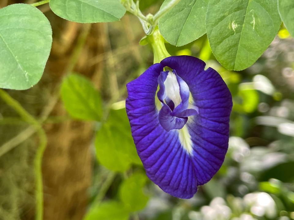 Bluepea vine has been planted along the trunks of sabal palms.