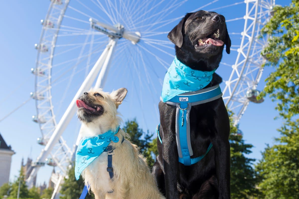 Battersea dogs celebrate Wear Blue for Rescue in London (Battersea Dogs & Cats Home)