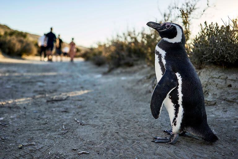 Pingüinos, uno de los atractivos de la zona