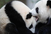 <p>Liang Liang, right, formerly known as Feng Yi, a female giant panda from China, plays with her one year old female cub Nuan Nuan, at the Giant Panda Conservation Center during her 10th birthday celebration at the National Zoo in Kuala Lumpur, Malaysia, Tuesday, Aug. 23, 2016. (AP Photo/Joshua Paul) </p>