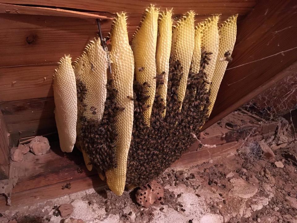 Bees built vertical hives that resembles organ pipes above the Bethel Lutheran Church alcove used by the church organist. It was discovered in 2018 and cleaned out.