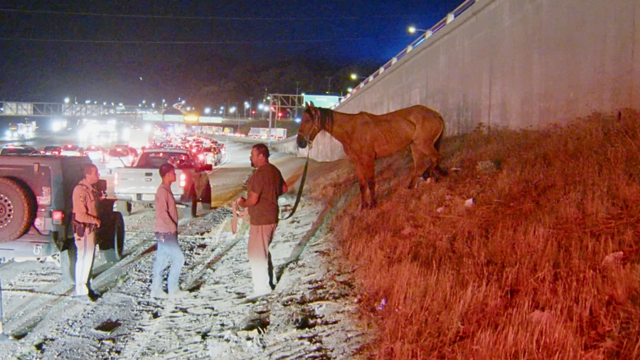 Good Samaritans rescue a horse in Sylmar
