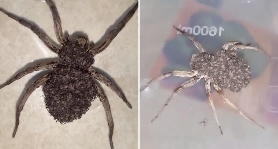 Bessa Richards, who lives in Bowral, found this wolf spider crawling in her home carrying babies on her back. Source: Bessa Richards