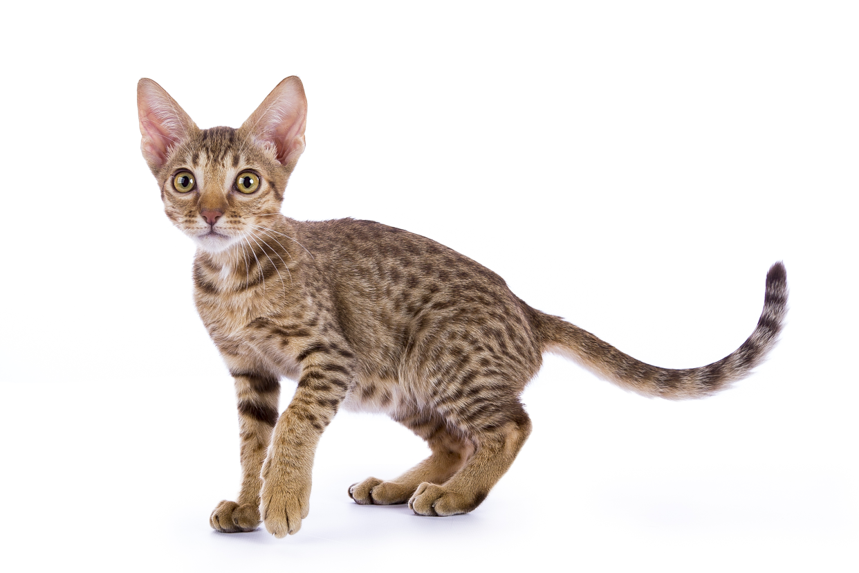 Side-view of an Ocicat kitten standing, looking towards the camera to the left, on a white background