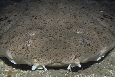 angel shark