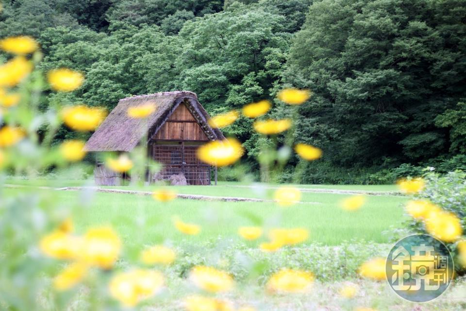 佇立在田中的小屋精巧可愛。