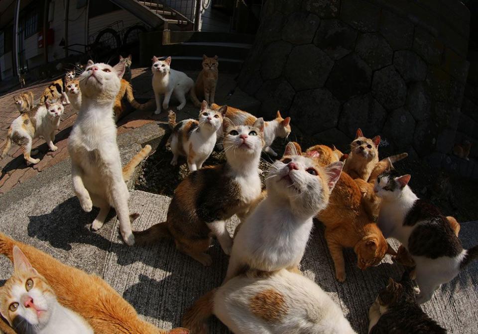 <p>Cats outnumber humans six to one in Ehime, Japan // June 2015</p>