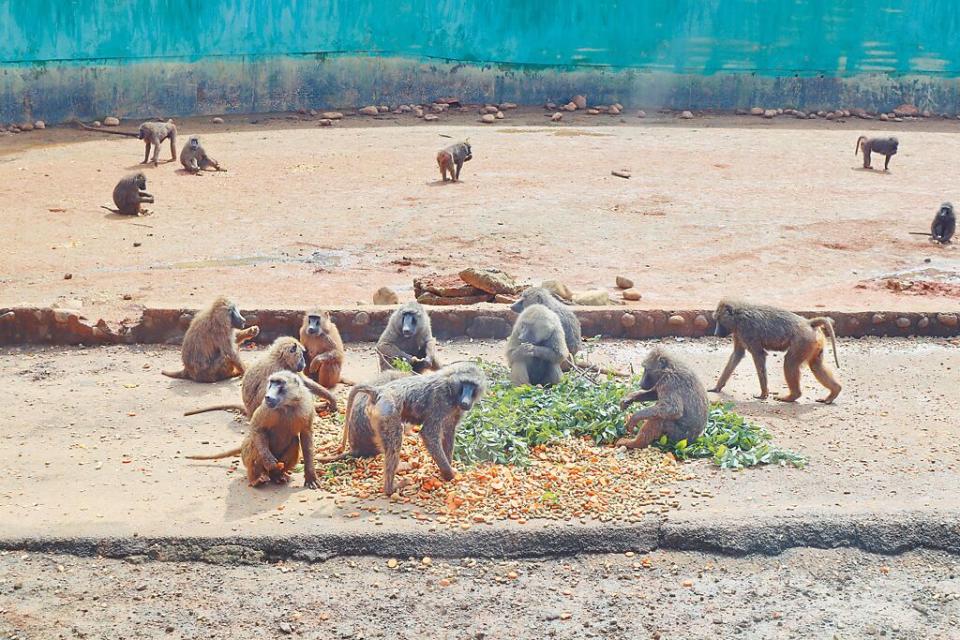 六福村雖然逃脫一隻東非狒狒不幸遭射殺，但園區仍能吸引民眾出遊人潮。（示意圖／中時資料照／邱立雅攝）
