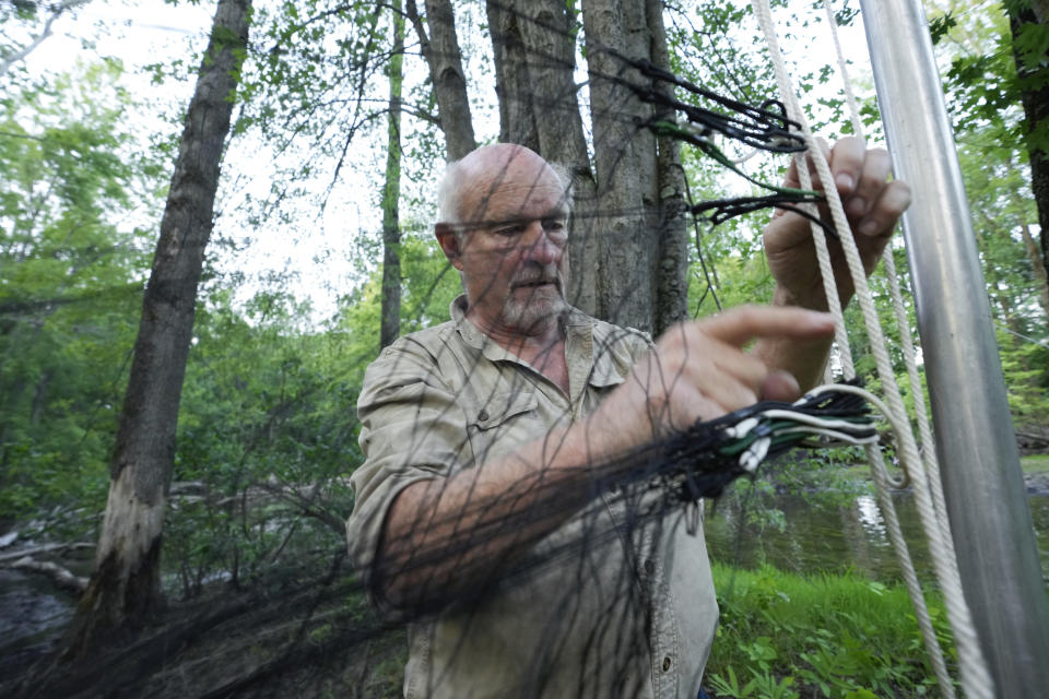 Allen Kurta, an Eastern Michigan University professor, prepares netting to capture bats in Sharon Township, Mich., June 21, 2023. Fifty years after the Endangered Species Act took effect, environmental advocates and scientists say the law is as essential as ever. Habitat loss, pollution, climate change and disease are putting an estimated 1 million species worldwide at risk. (AP Photo/Paul Sancya)