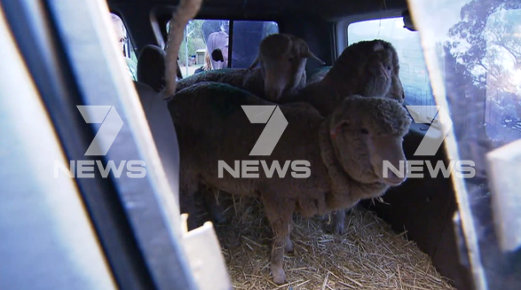 The activists left satisfied at being able to rescue three sheep. Source: 7News