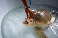 <p>Au centre de biologie marine de Phuket, qui soigne les tortues marines dont&nbsp;certaines doivent être opérées, d'autres amputées et équipées de prothèse avant d'être relâchées dans la mer.</p>