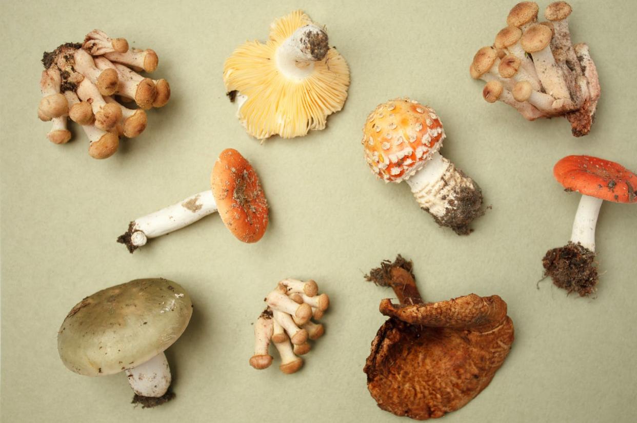 <span class="caption">Poisonous or edible?</span> <span class="attribution"><a class="link " href="https://www.gettyimages.com/detail/photo/collection-of-poisonous-and-edible-mushrooms-from-royalty-free-image/1019817860" rel="nofollow noopener" target="_blank" data-ylk="slk:Ekaterina Morozova/iStock via Getty Images Plus;elm:context_link;itc:0;sec:content-canvas">Ekaterina Morozova/iStock via Getty Images Plus</a></span>