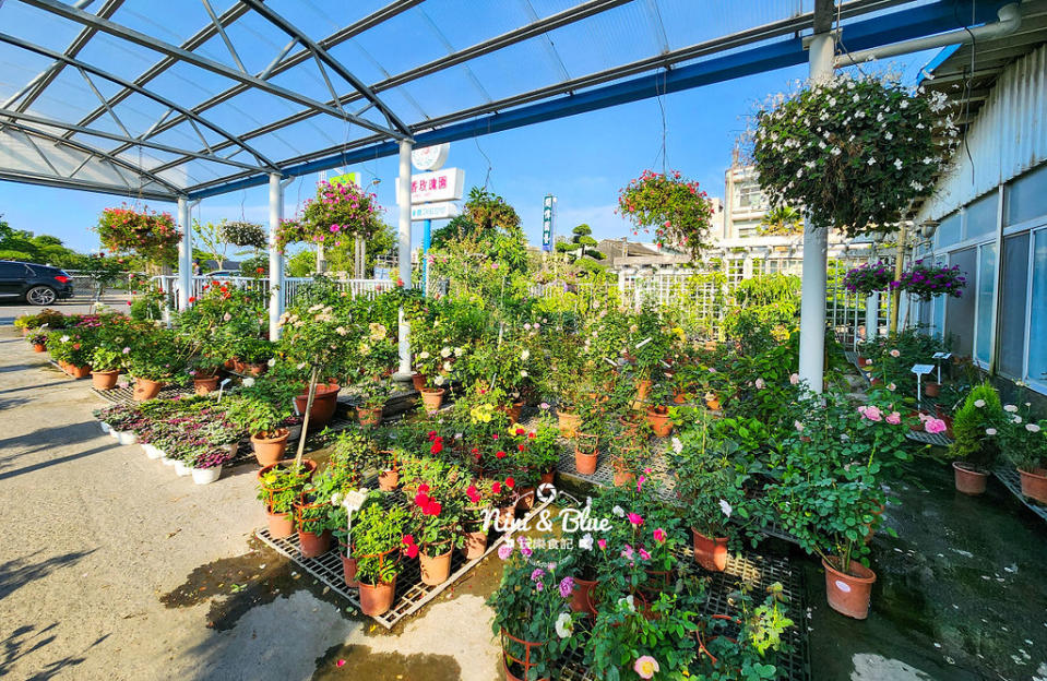 彰化田尾｜芳香玫瑰園