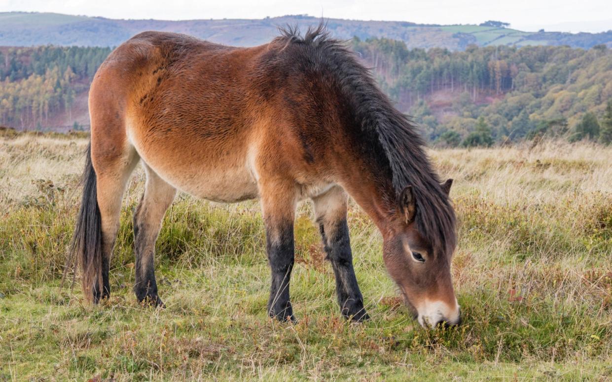 Exmoor pony - Paul Weston / Alamy Stock Photo