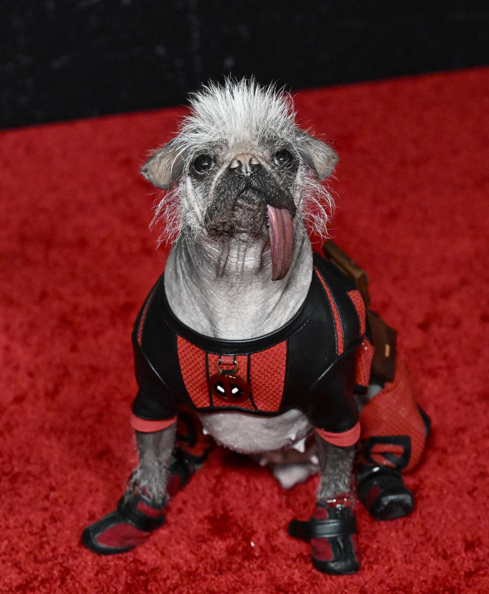 Peggy The Dog asiste al estreno mundial de "Deadpool & Wolverine" de Marvel Studios en el Teatro David H. Koch el lunes 22 de julio de 2024 en Nueva York. (Photo by Evan Agostini/Invision/AP)