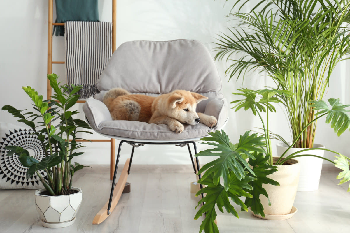 Some plants are toxic to pets. <p>New Africa/Shutterstock</p>